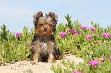 YORKSHIRE TERRIER 156